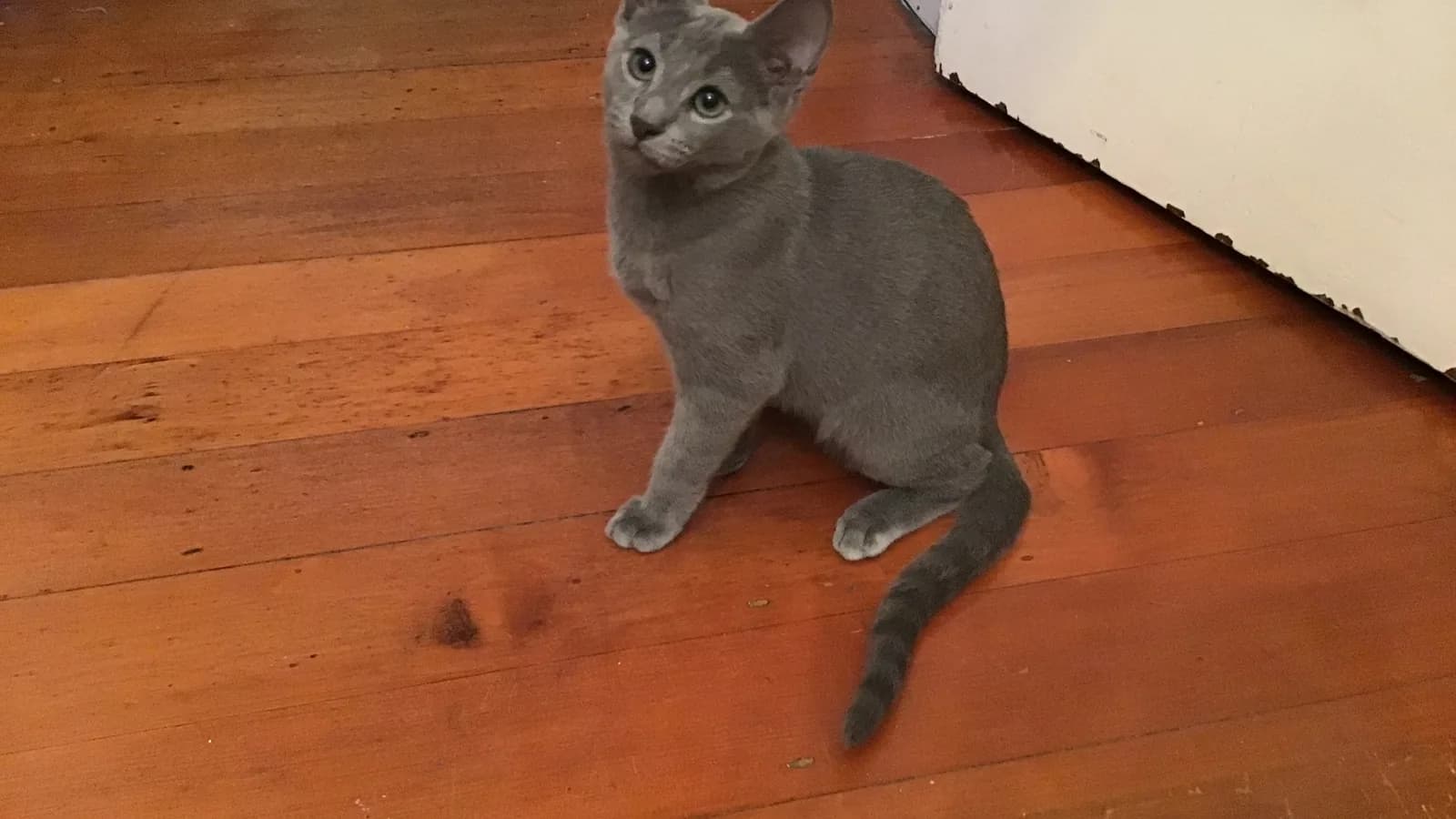 Russian Blue kitten on a wooden floor, the age the listings sell