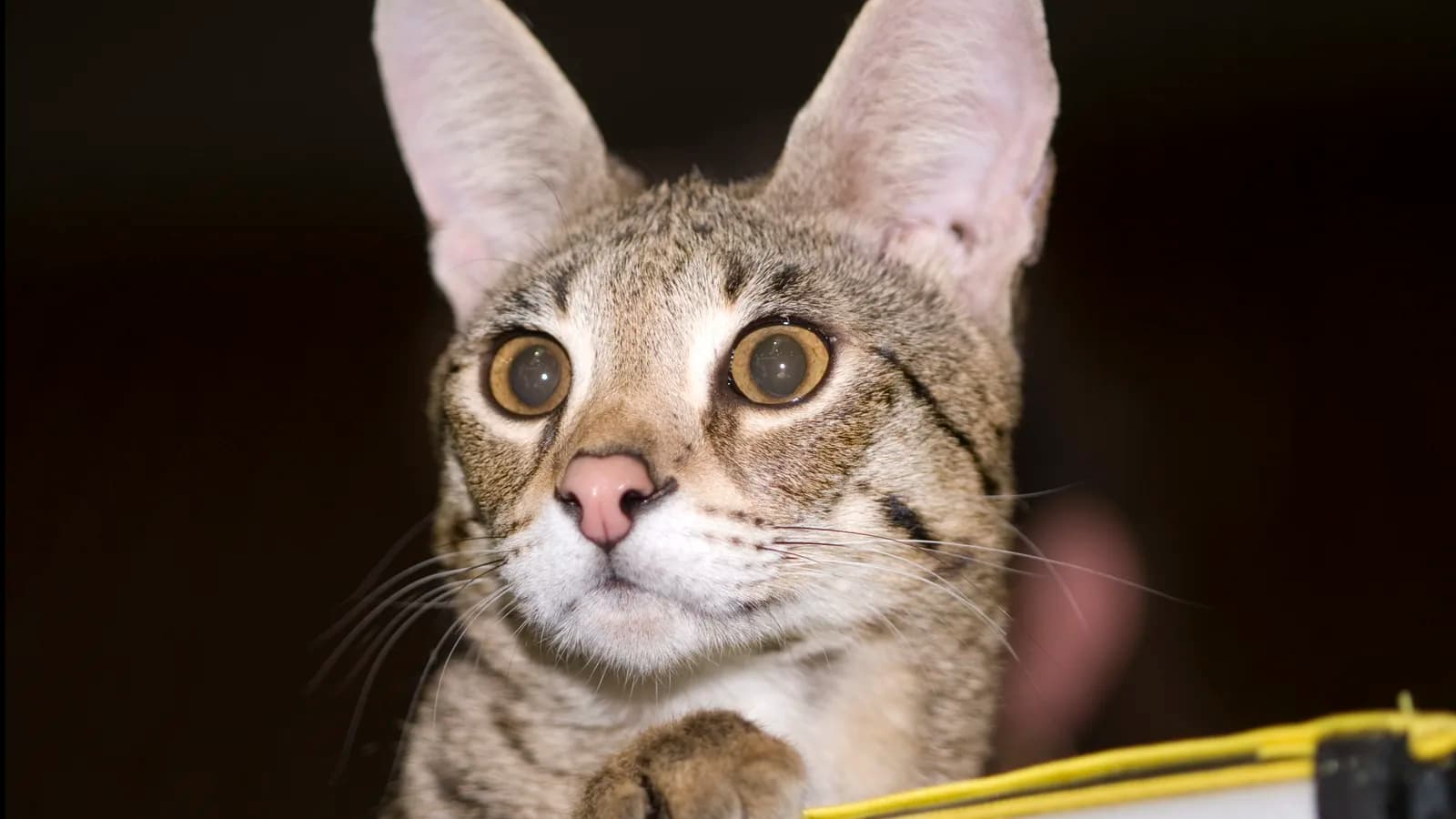 Cattery-bred Savannah in a studio portrait, the registration-paperwork tier of the market