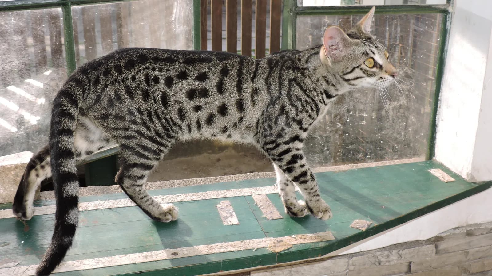 Half-grown F5 Savannah walking in profile, the black solid spots on a warm ground the standard asks for