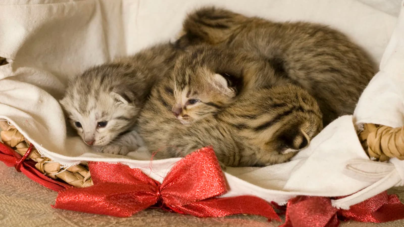 Week-old F2 Savannah kittens: small litters are half the reason the early generations cost what they do