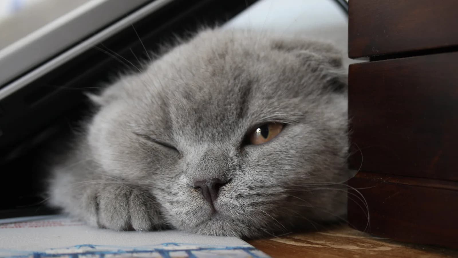Lilac Scottish Fold winking beside a laptop