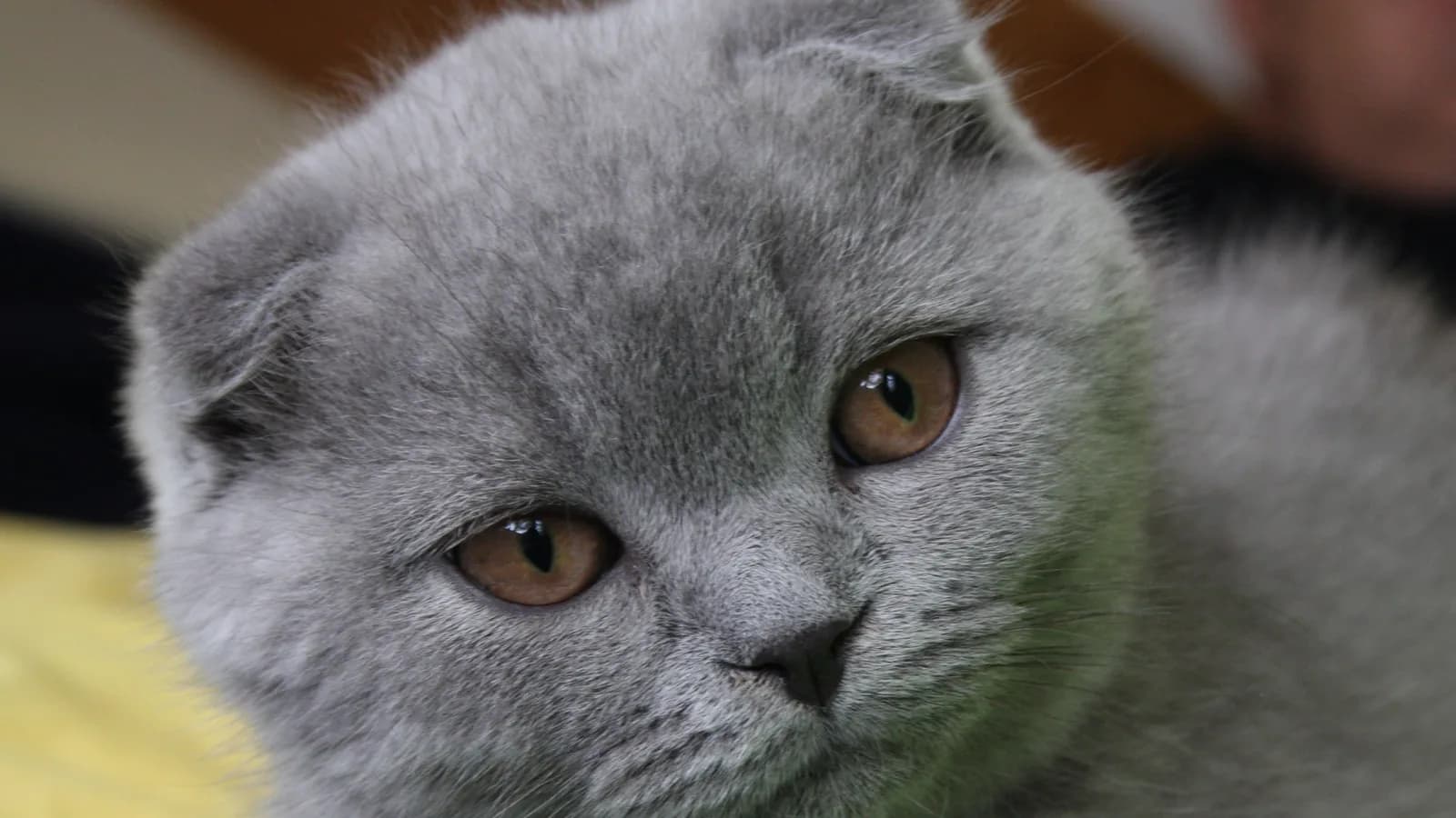 Lilac Scottish Fold kitten with folded ears, close portrait