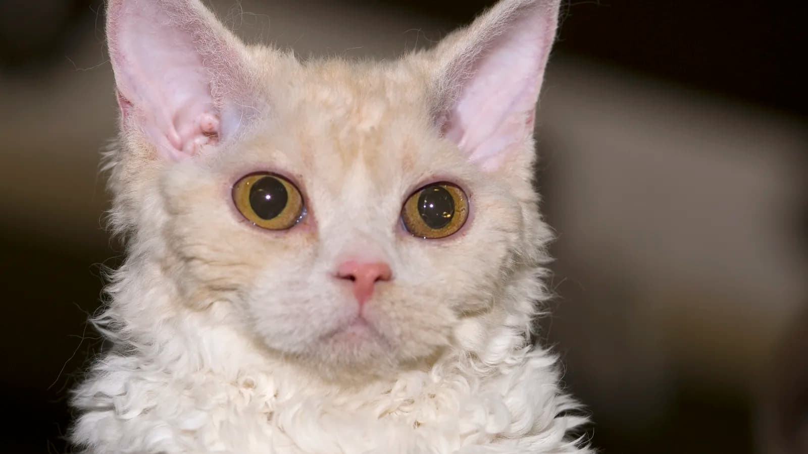 Cream Selkirk Rex portrait with the plush tousled curls that one US cattery prices by genotype