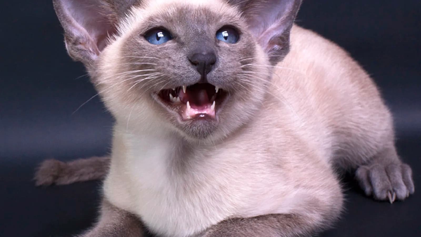 Blue point Siamese kitten mid-meow, slate points and blue eyes