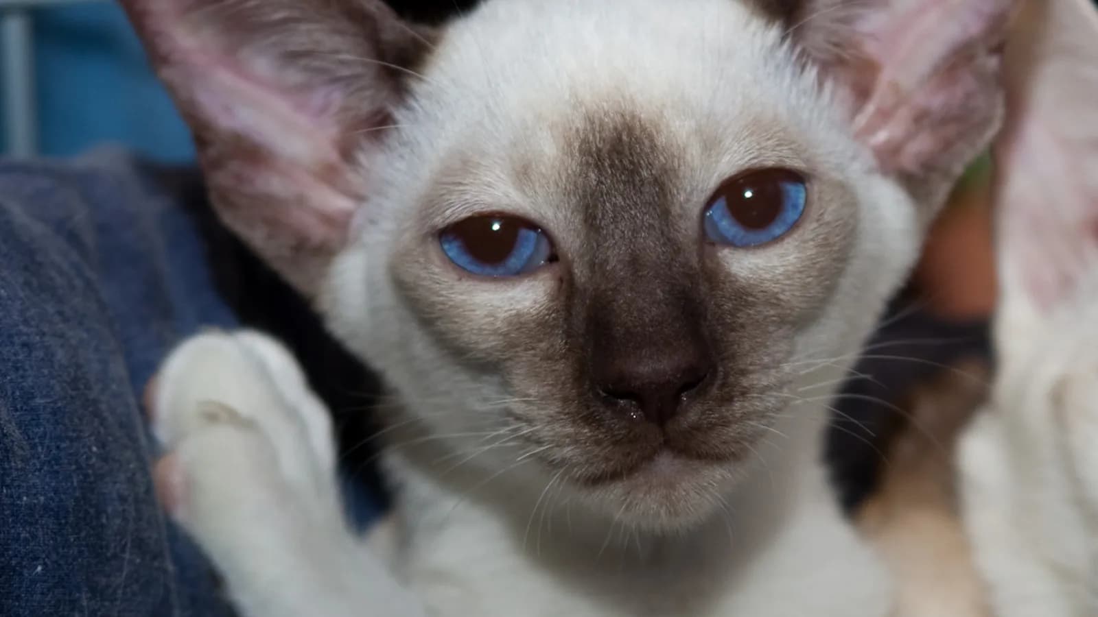 Chocolate point Siamese close up, warm brown mask and blue eyes