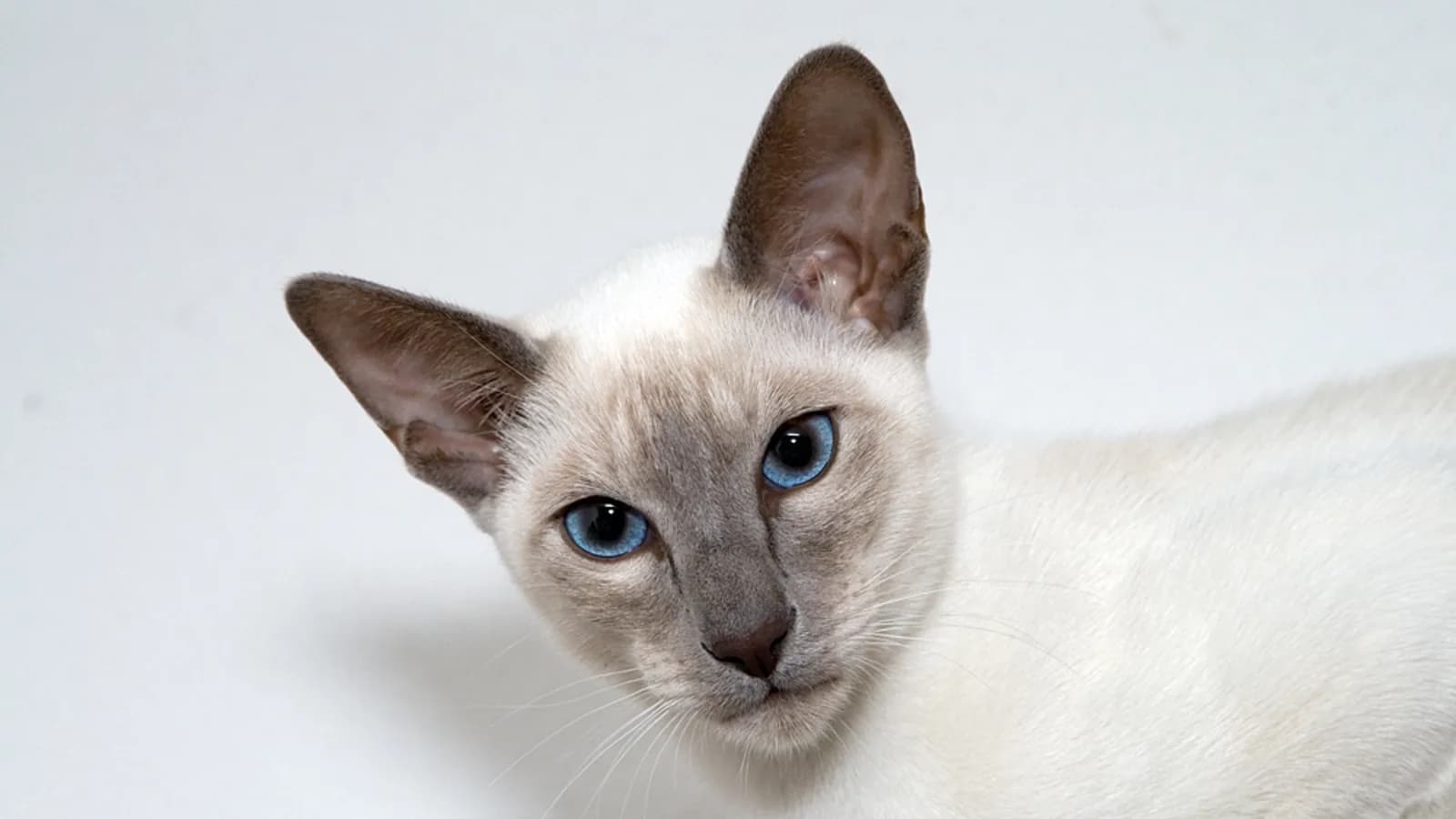 Lilac point Siamese in studio light, frosty pinkish-grey points