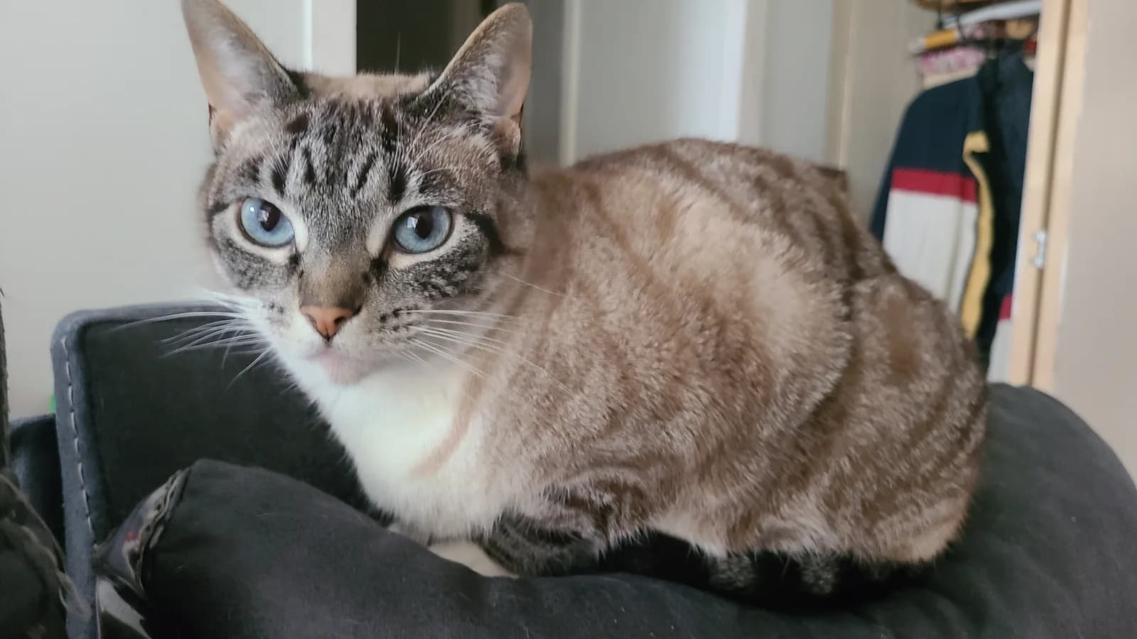Lynx point Siamese with striped mask and forehead M, blue eyes
