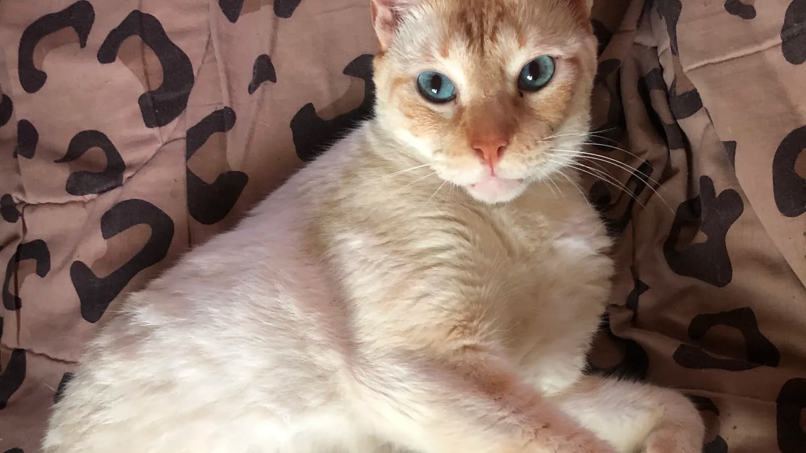 Red point Siamese facing the camera, red-gold points on a warm white body