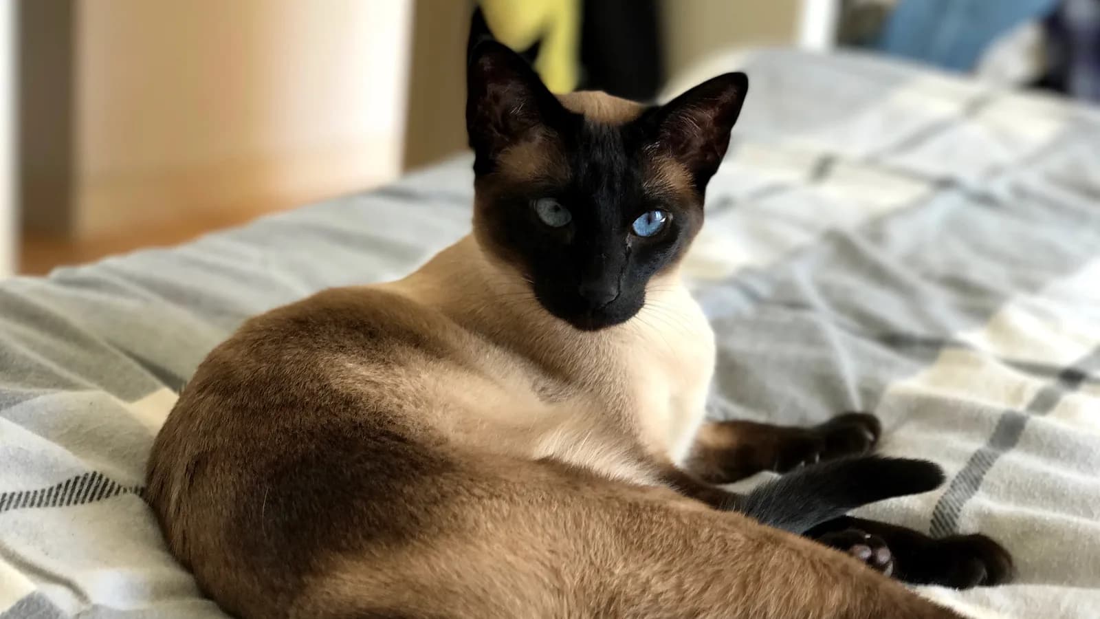 Seal point Siamese lying on a plaid blanket, the breed's original color