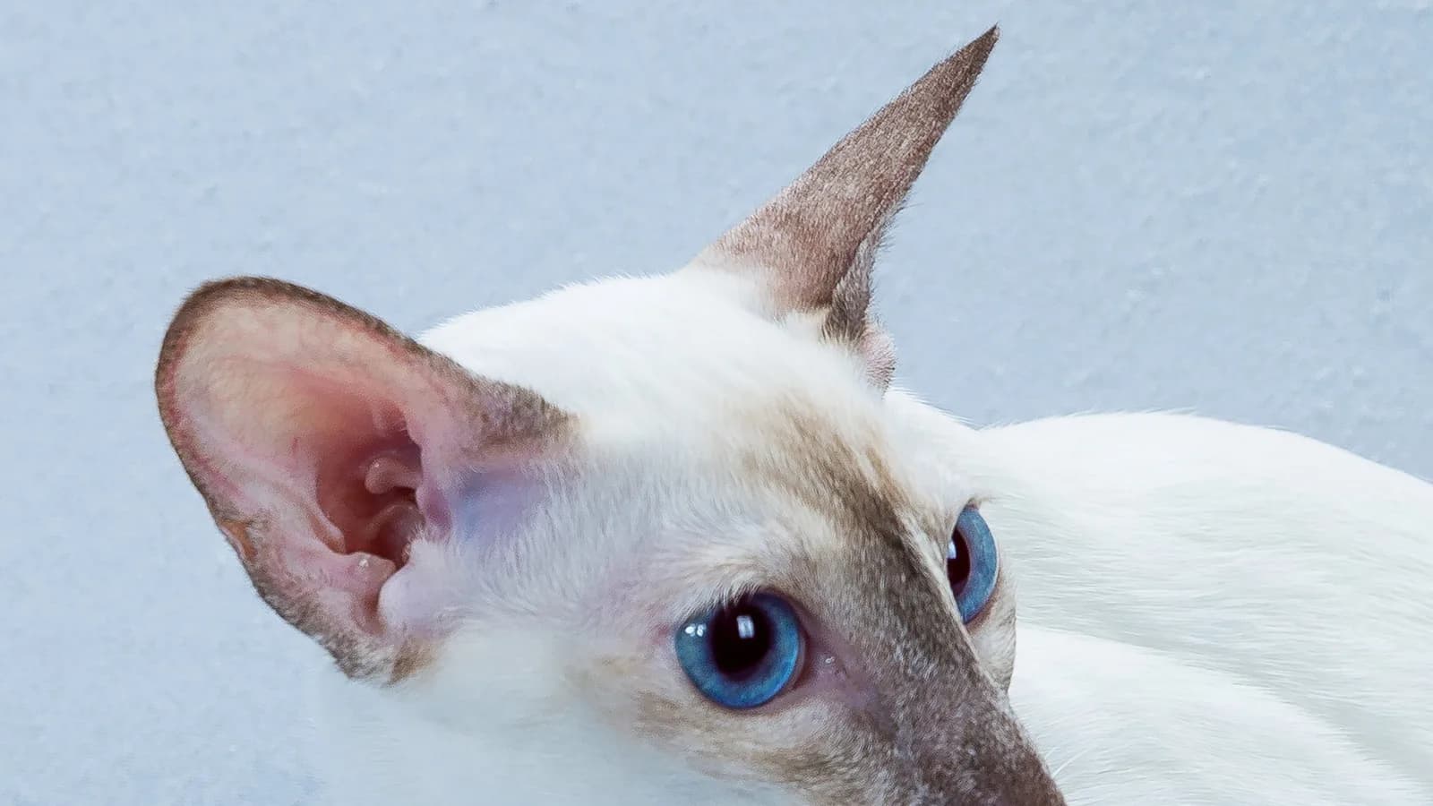 Tortie point Siamese with red and cream mottled through the mask