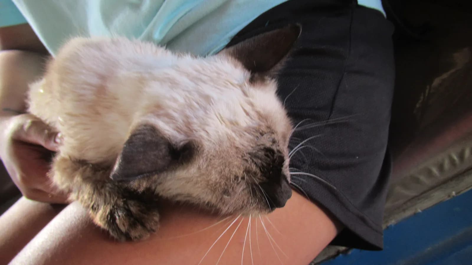 Siamese kitten cradled in its new owner's arms