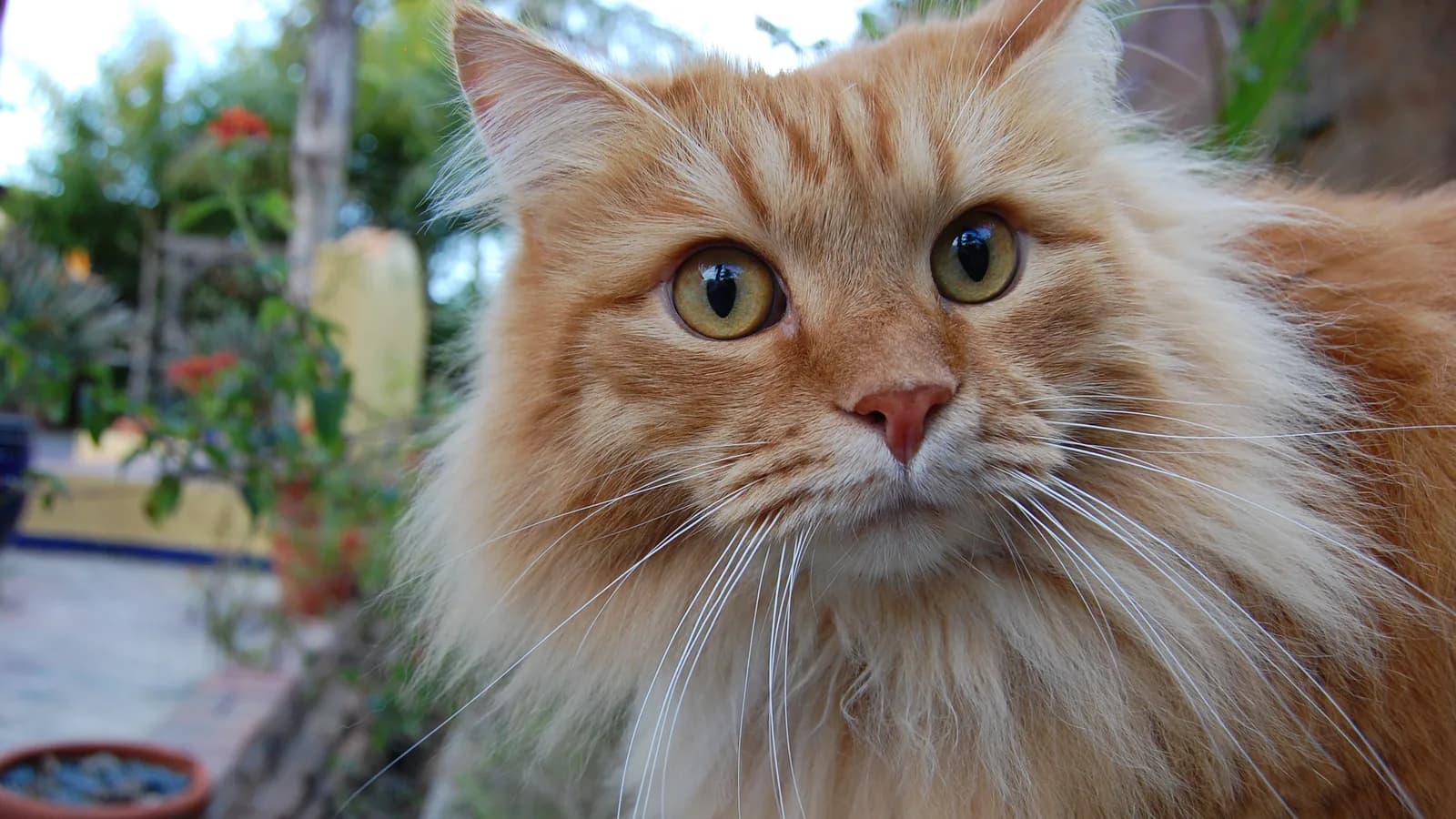 Red Siberian cat with a glowing golden coat, the warm tones the breed's sunshine gene made famous