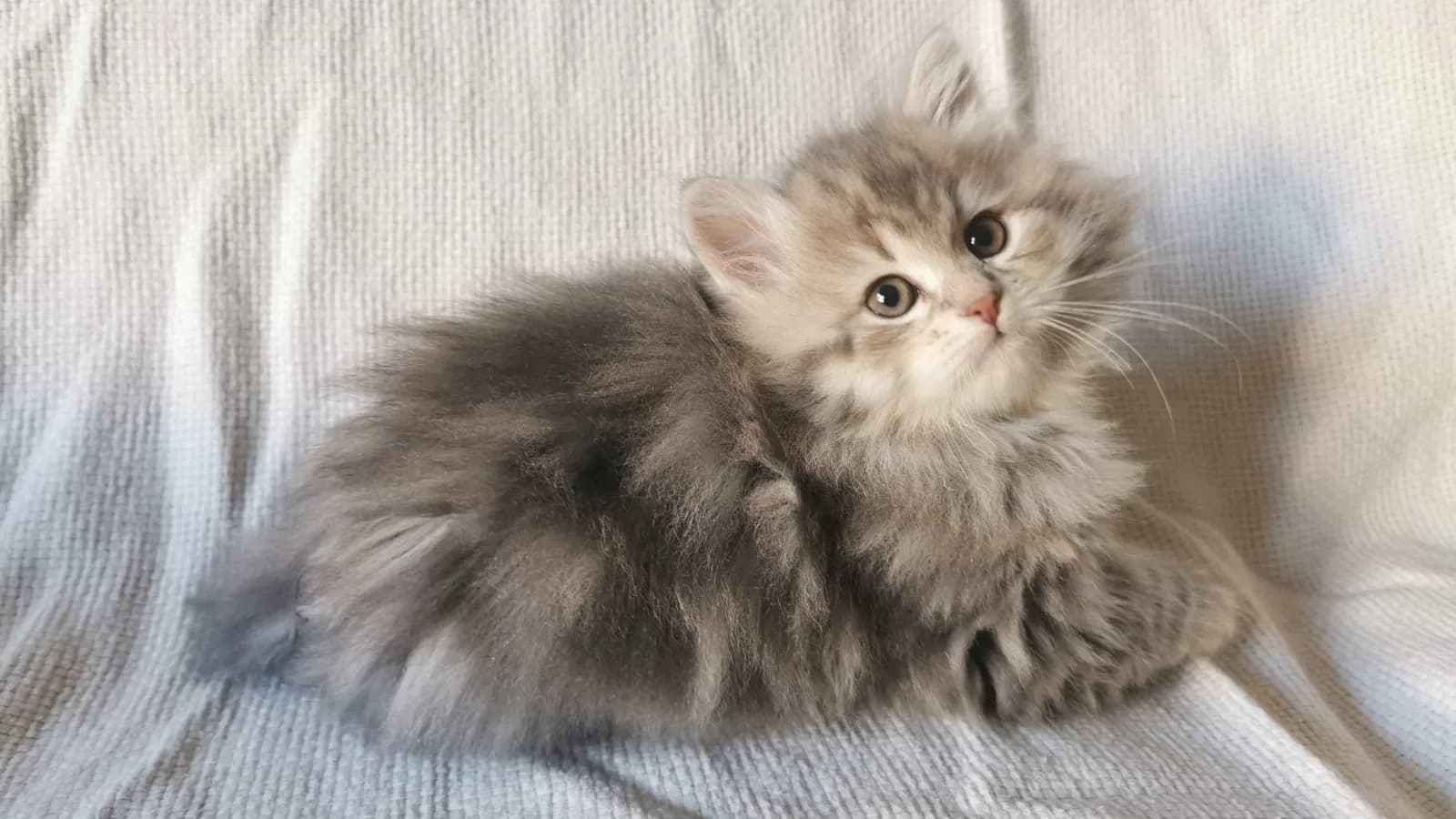 Eight-week-old silver tabby Siberian kitten, the age a buyer typically reserves at