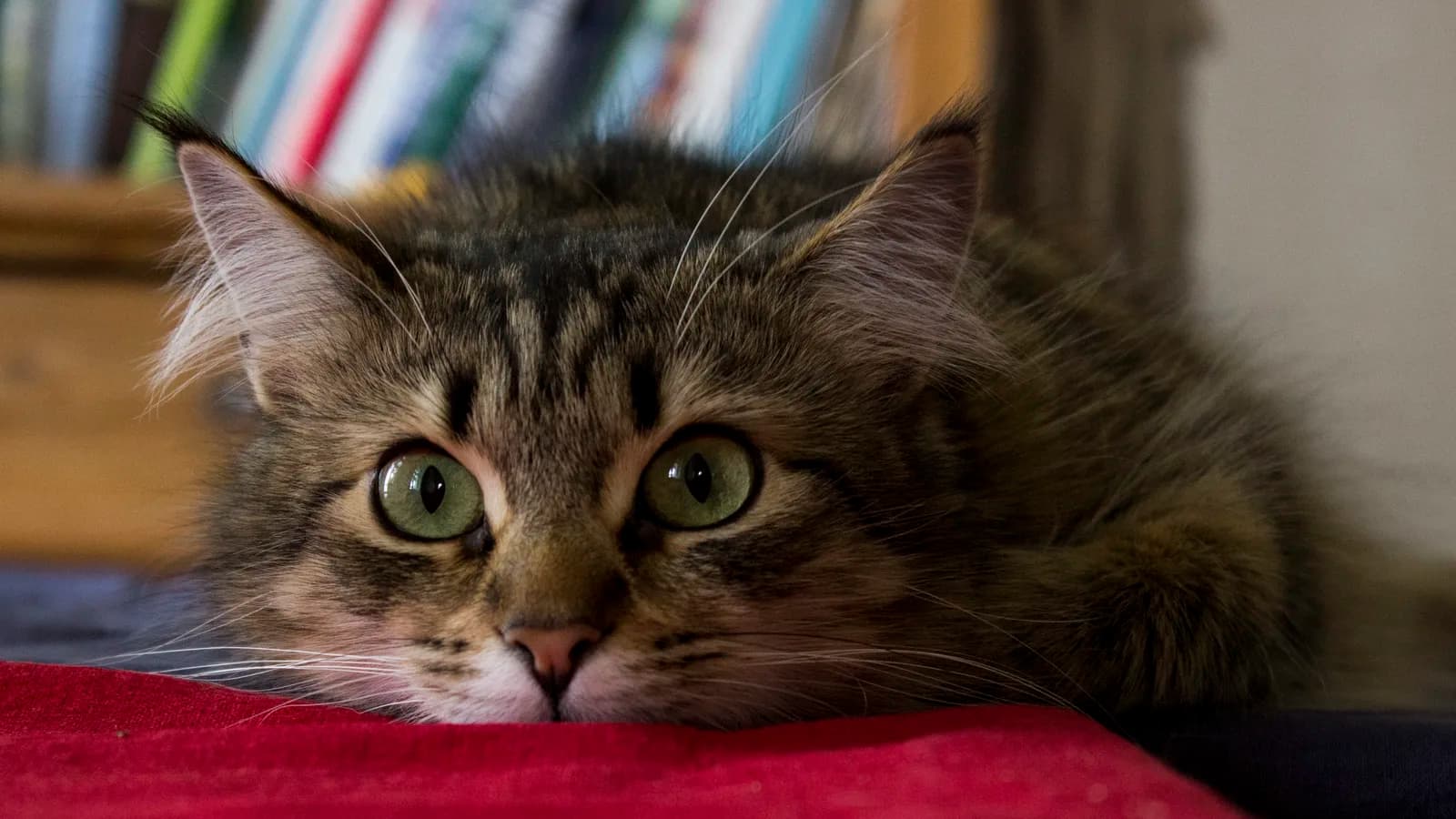 Siberian cat in close-up with its dense triple coat and full neck ruff