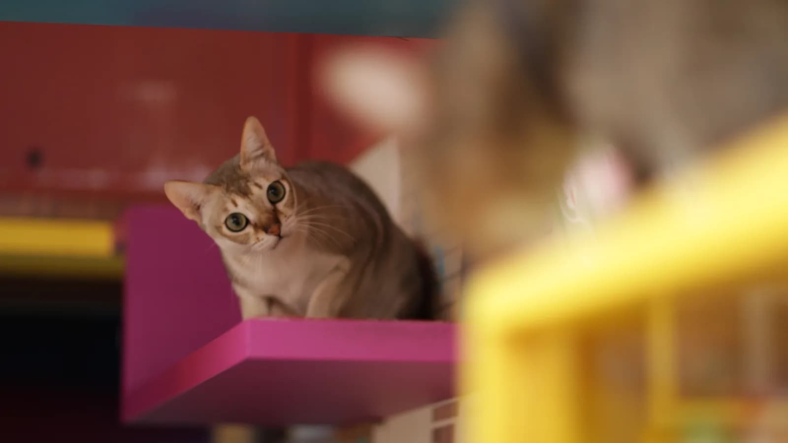 Sepia-ticked Singapura peering from a cat-cafe shelf, the tiny breed whose waitlists run in years