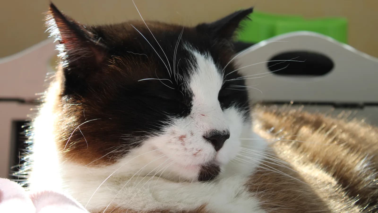 Pointed cat with white muzzle markings in warm light: the lookalike question this page answers with paperwork