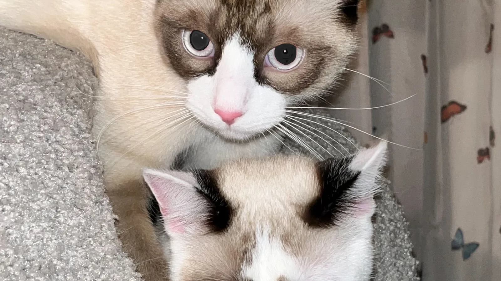 Pair of Snowshoe kittens with masked faces and white muzzle markings, the kitten market this page prices