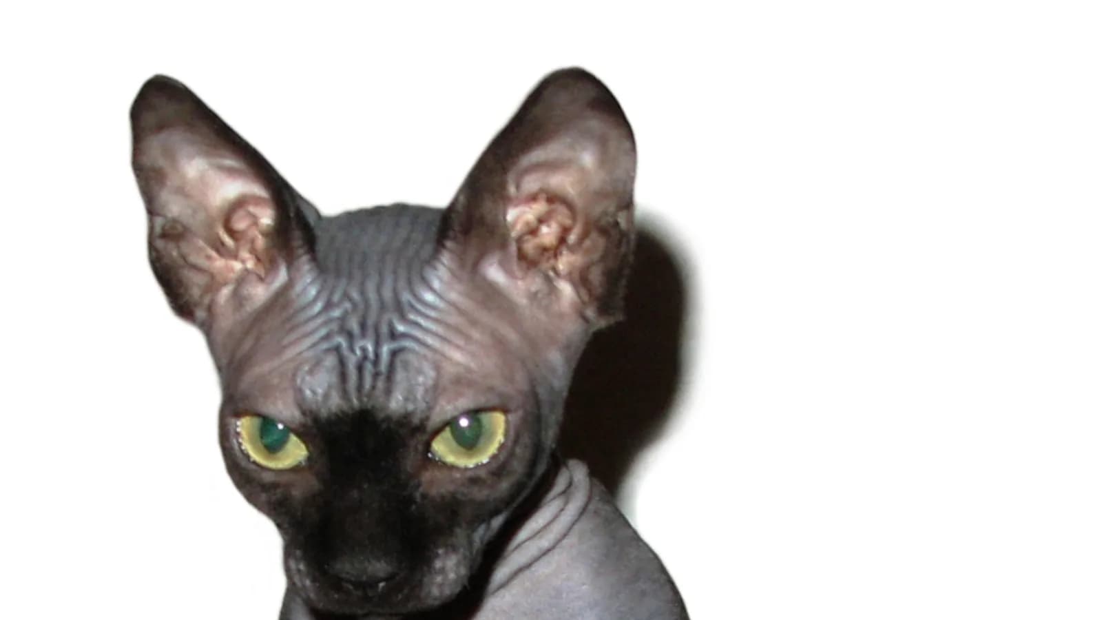 Black Sphynx standing upright against a white background, charcoal skin head to tail