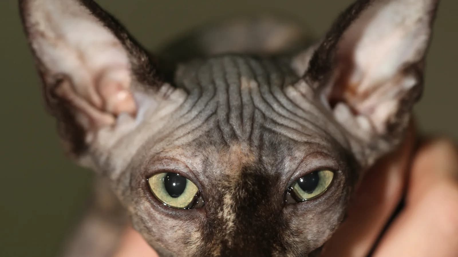 Tortoiseshell Sphynx facing the camera, the mottled black and red pattern carried on bare skin