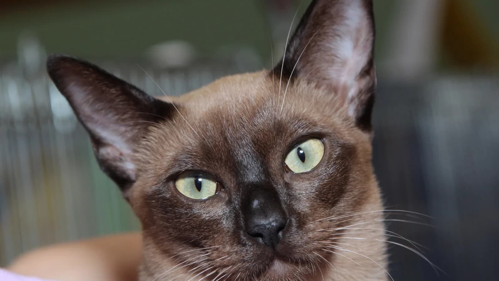 Natural mink Tonkinese face with aqua eyes, the breed's signature pattern this page explains