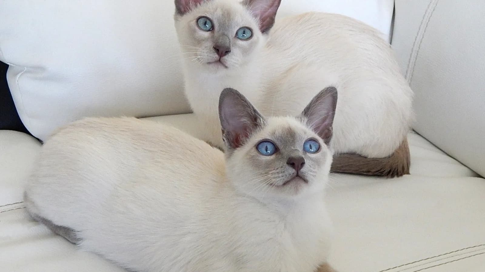 Pair of lilac Tonkinese kittens with blue eyes on a sofa, the kitten market this page prices