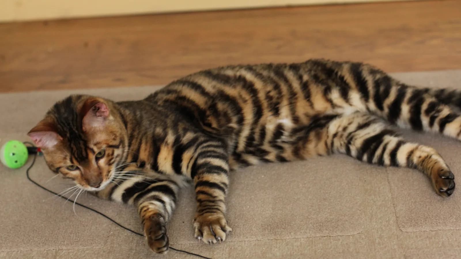Toyger stretched out at play, the braided tiger stripes that set the breed's price ladder