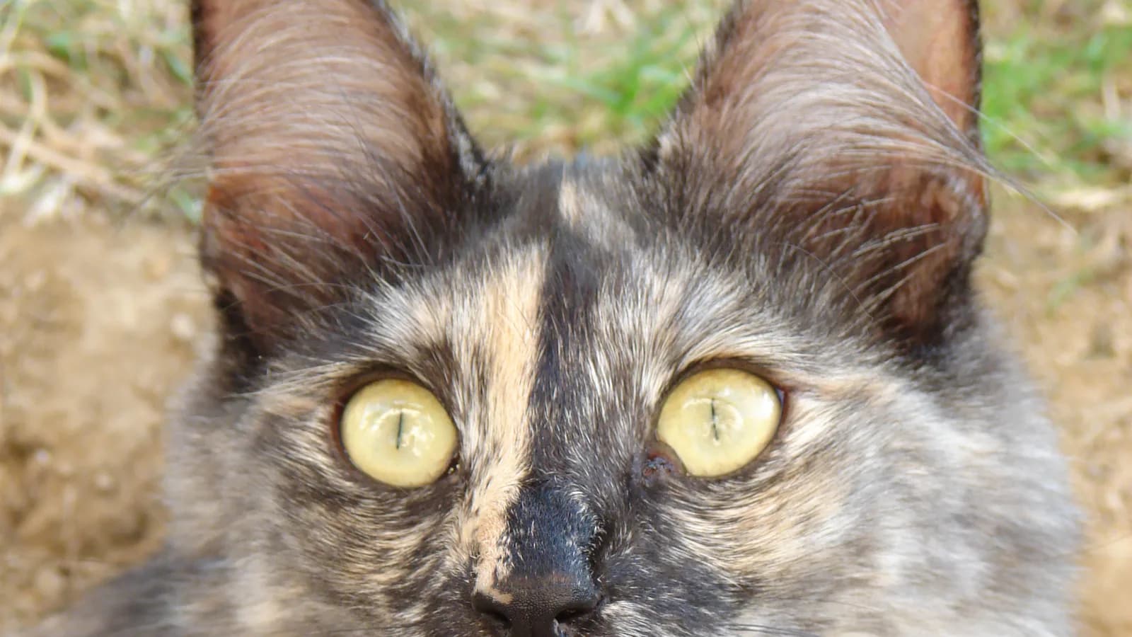 Dilute tortoiseshell Turkish Angora with golden eyes, living proof the breed is far more than its famous white