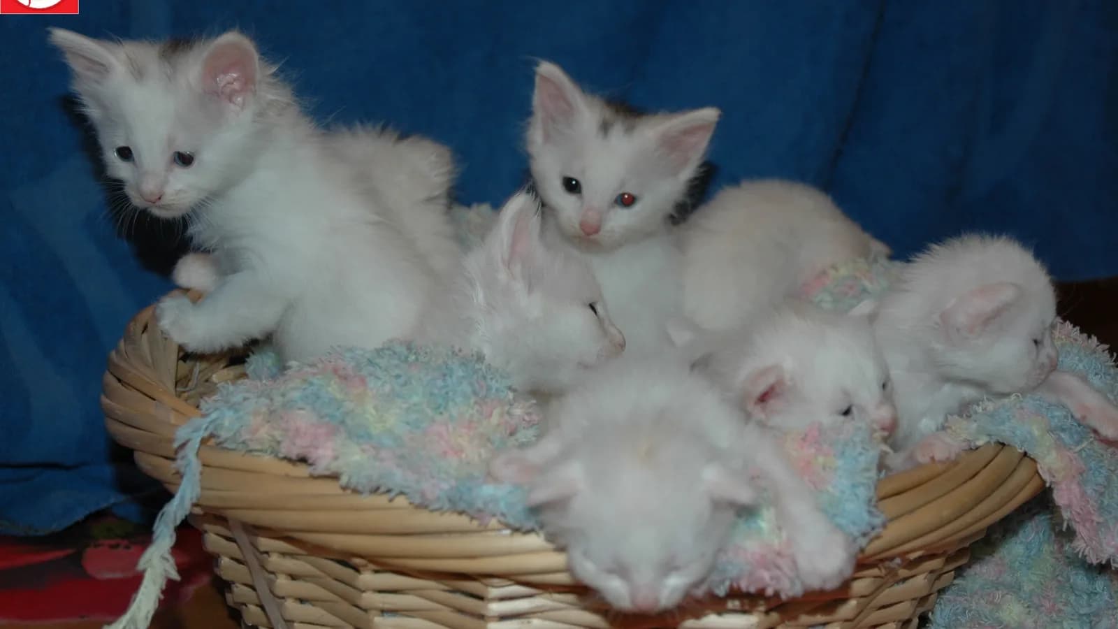 Litter of white Turkish Angora kittens in a basket, the age a buyer actually reserves at
