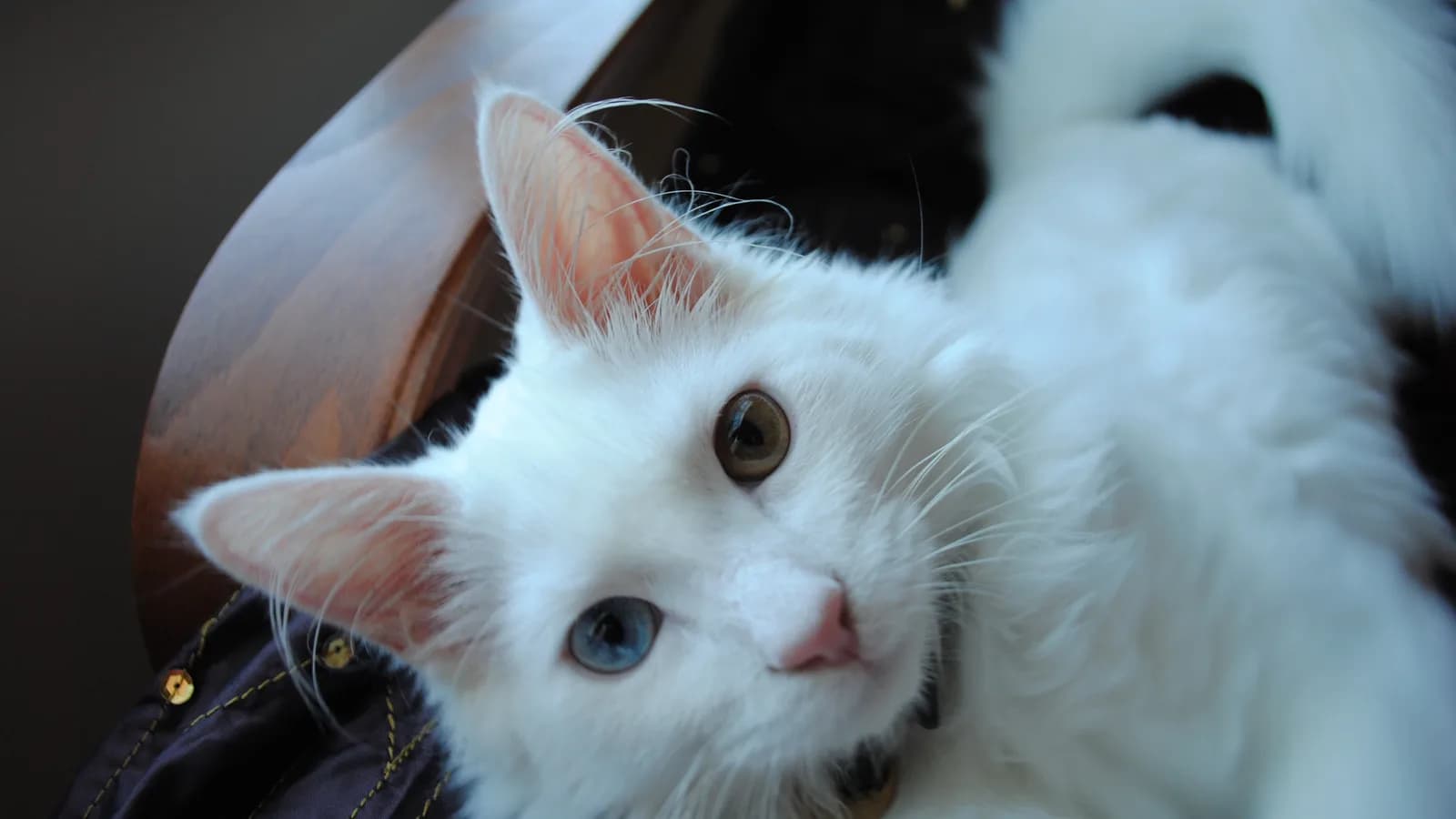 Odd-eyed white Turkish Angora, one blue eye and one amber, the exact middle of the breed's hearing-risk gradient