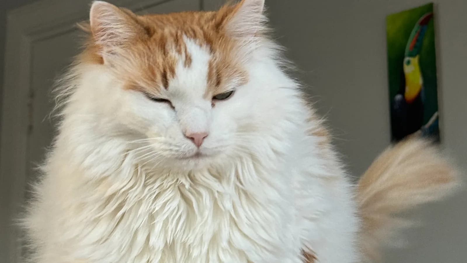 Semi-longhaired cat with auburn head markings on a white coat: the van-pattern look this page teaches you to read