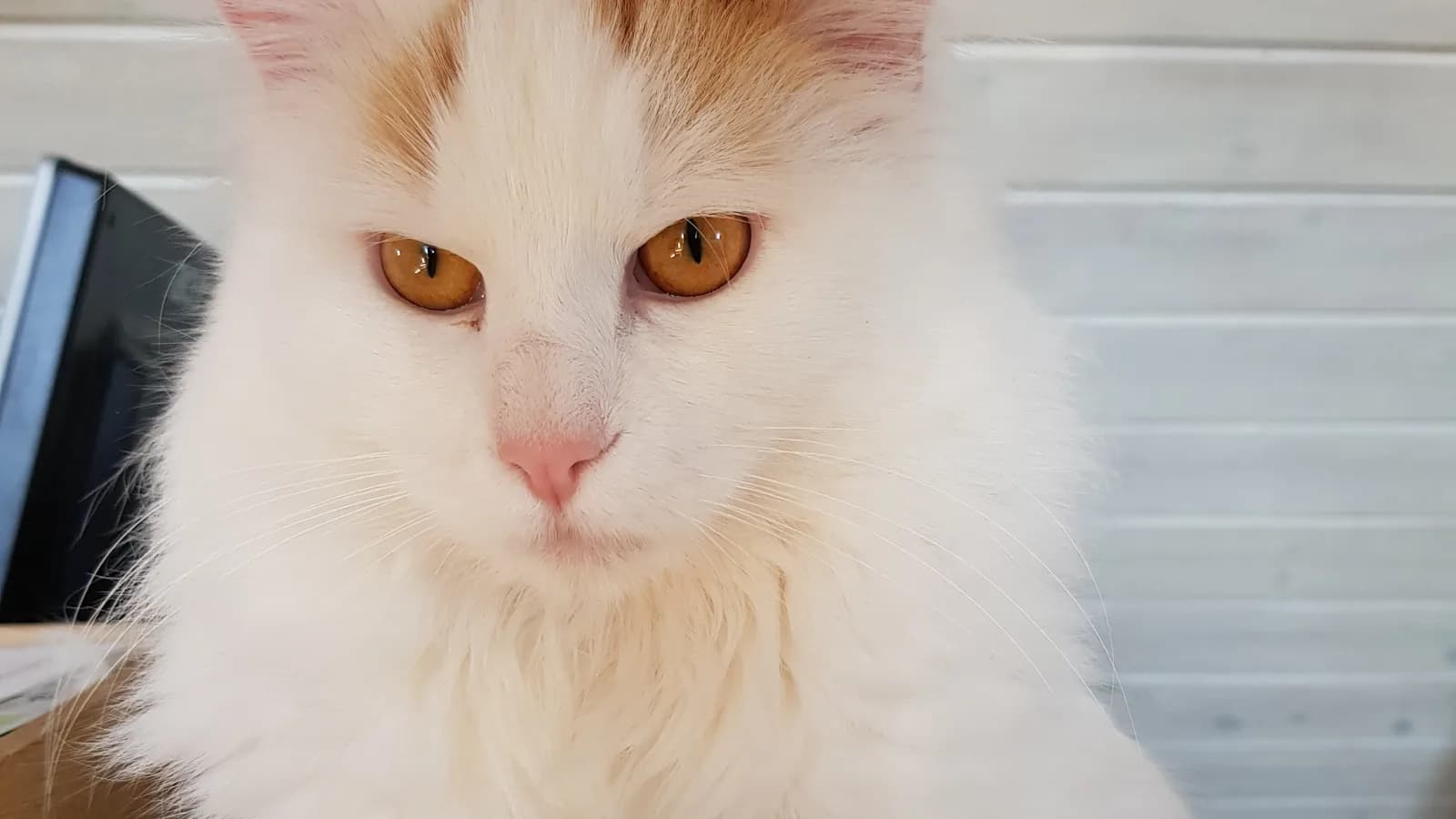 Turkish Van face-on with amber eyes and the auburn head markings of the classic van pattern