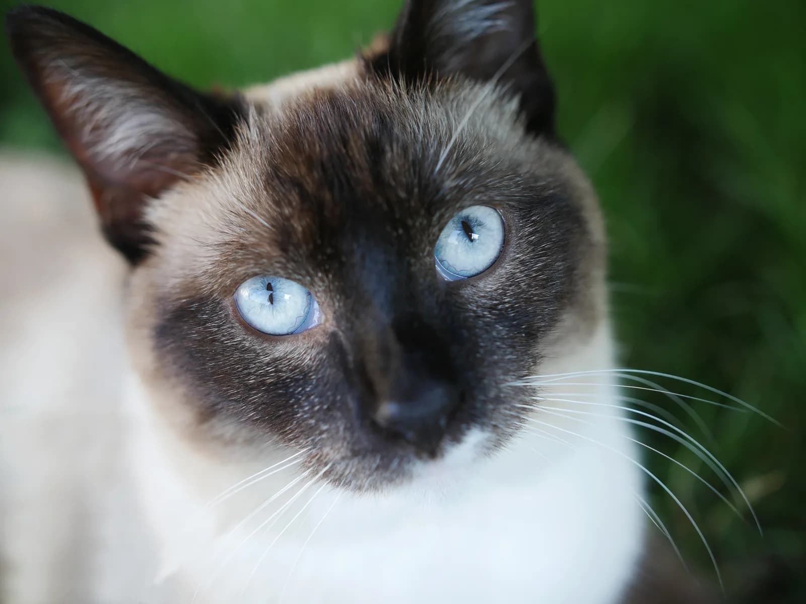 Seal point Siamese with pale blue eyes outdoors: the always-blue route this page explains
