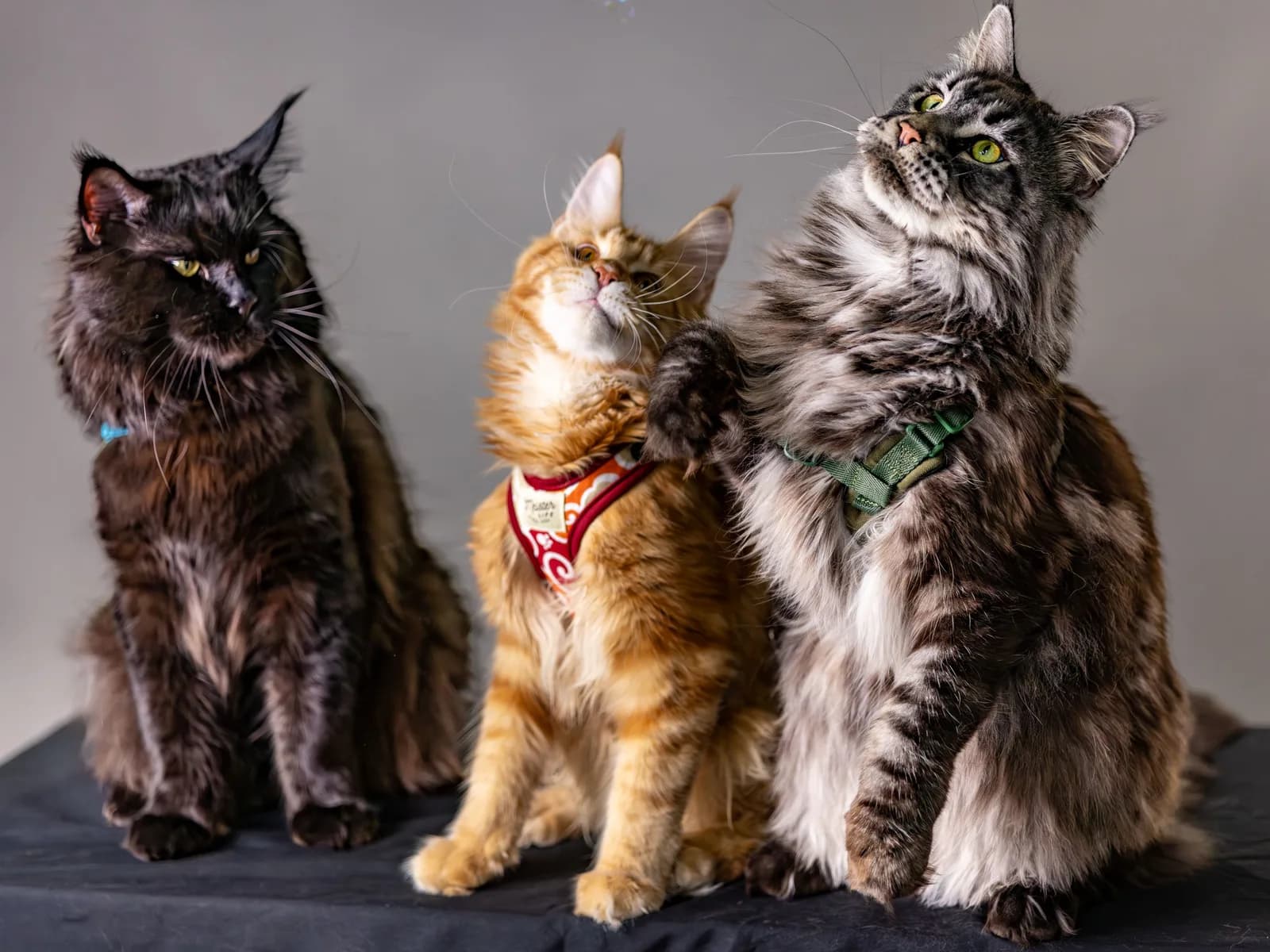 One of the fancy's most-registered breeds in portrait: popularity, as measured by the registries themselves