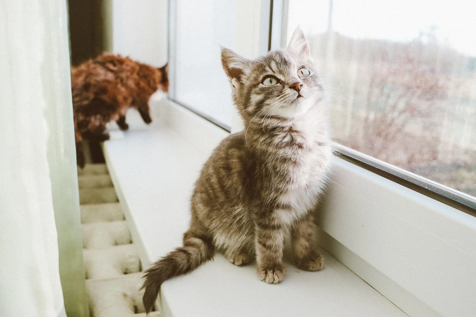 A tabby kitten sitting on a windowsill indoors, looking out at the garden