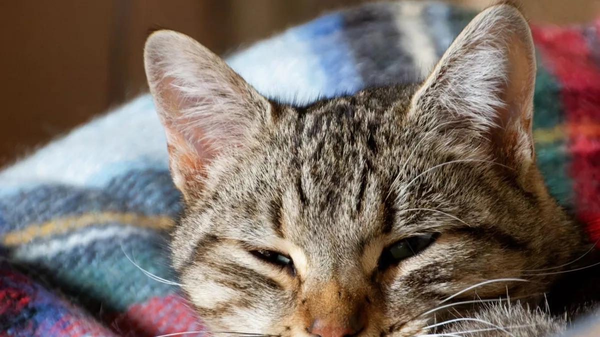 A tabby cat dozing with half-closed eyes on a plaid wool blanket