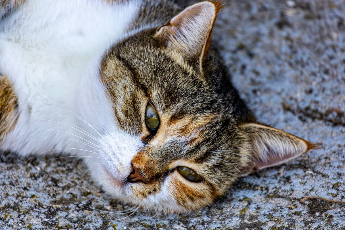 A tabby cat lying stretched out on a warm stone surface with its eyes narrowed almost shut