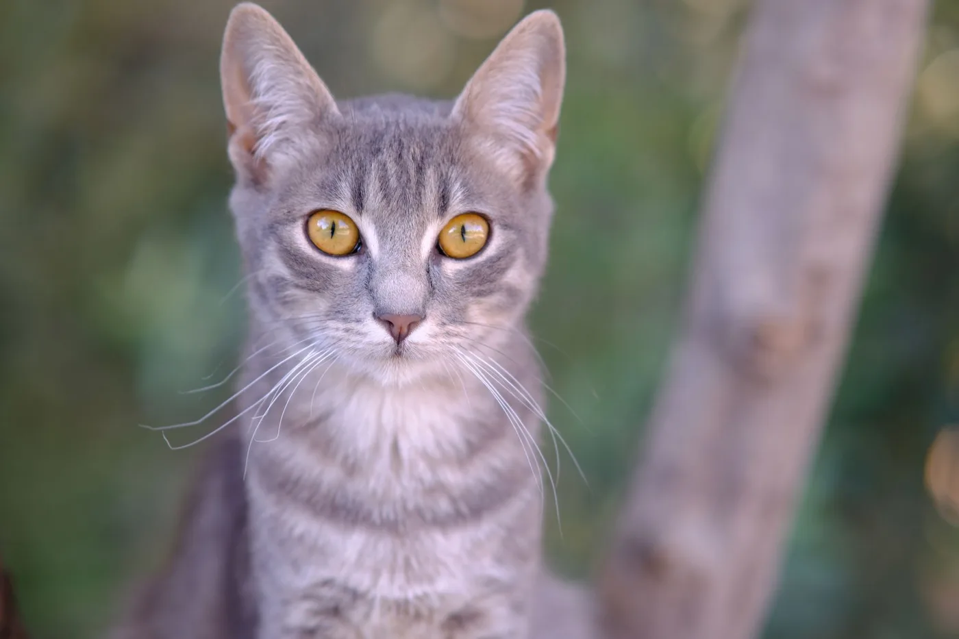 Close-up portrait of a gray tabby cat with yellow eyes looking straight at the camera outdoors