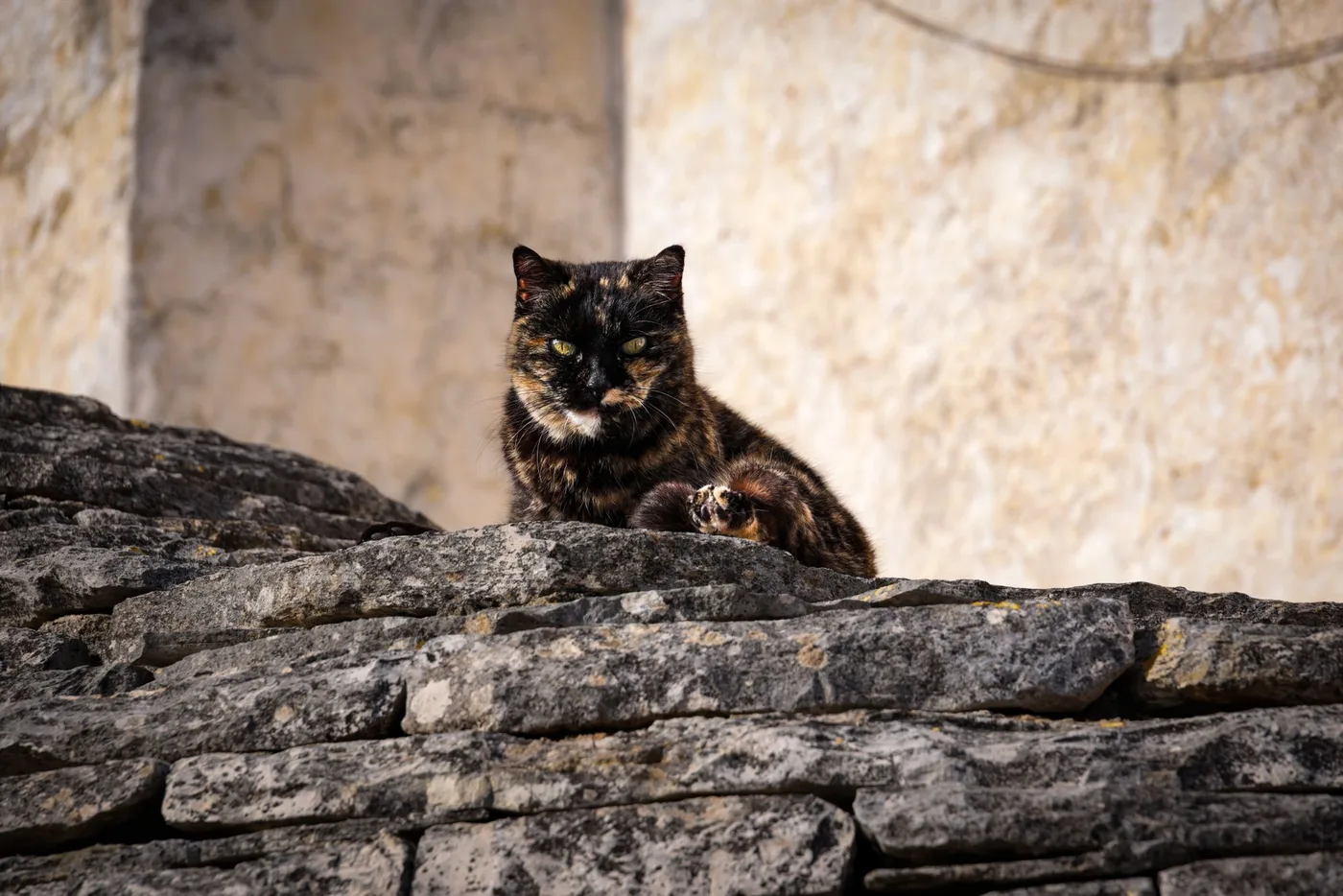 A tortoiseshell cat with black and orange fur mingled without white, resting on a stone wall