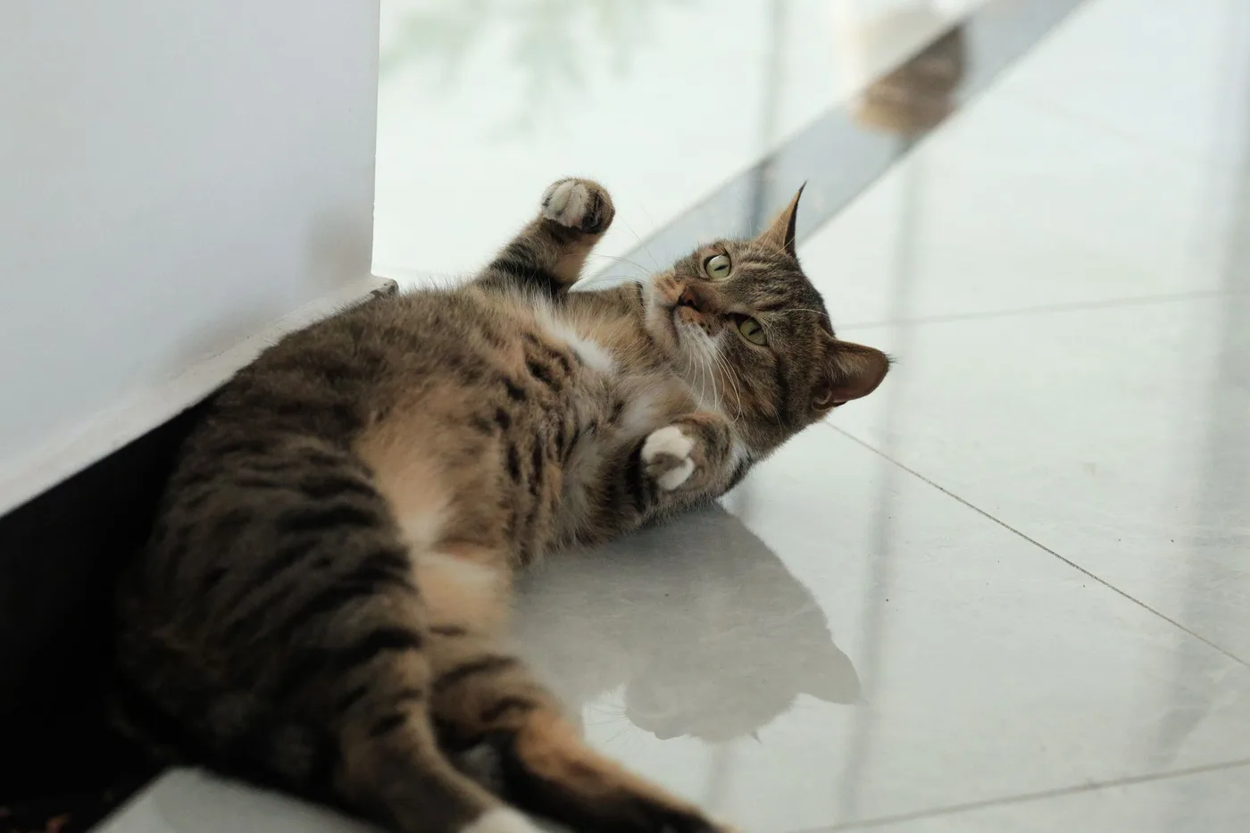 A tabby cat lying on its back on a marble floor, paws in the air