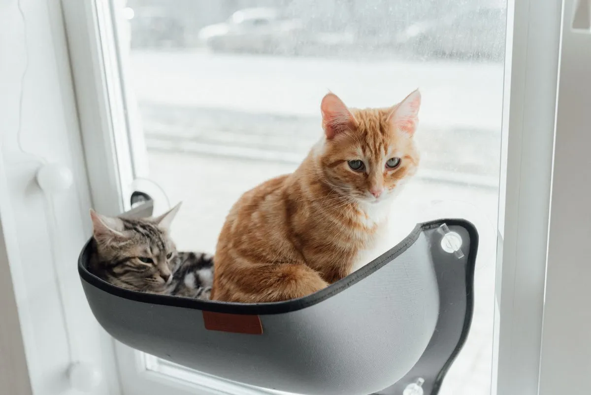 Two cats resting together in a window hammock perch