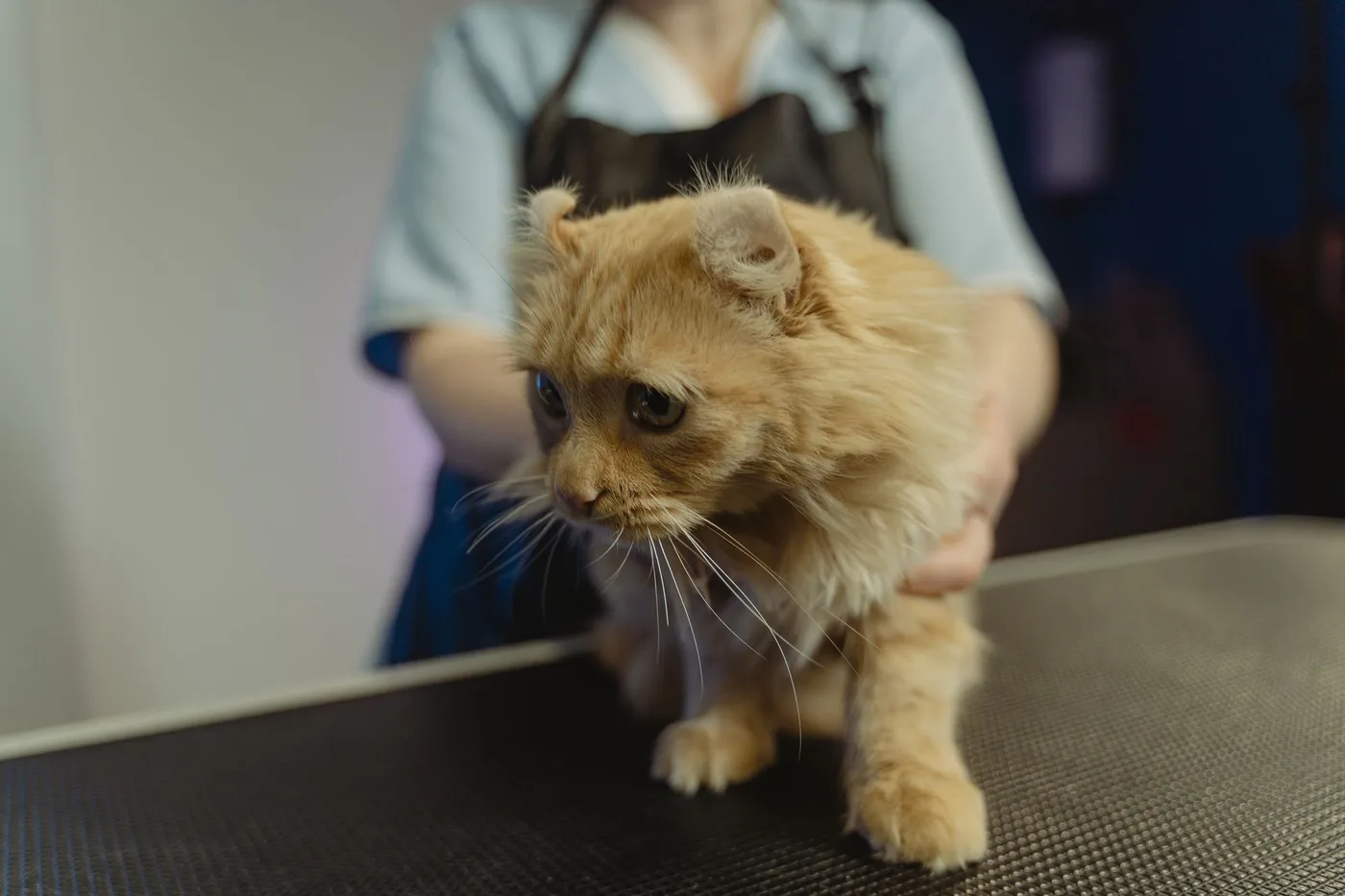 A ginger longhaired cat standing on a clinic examination table, held by a veterinary nurse