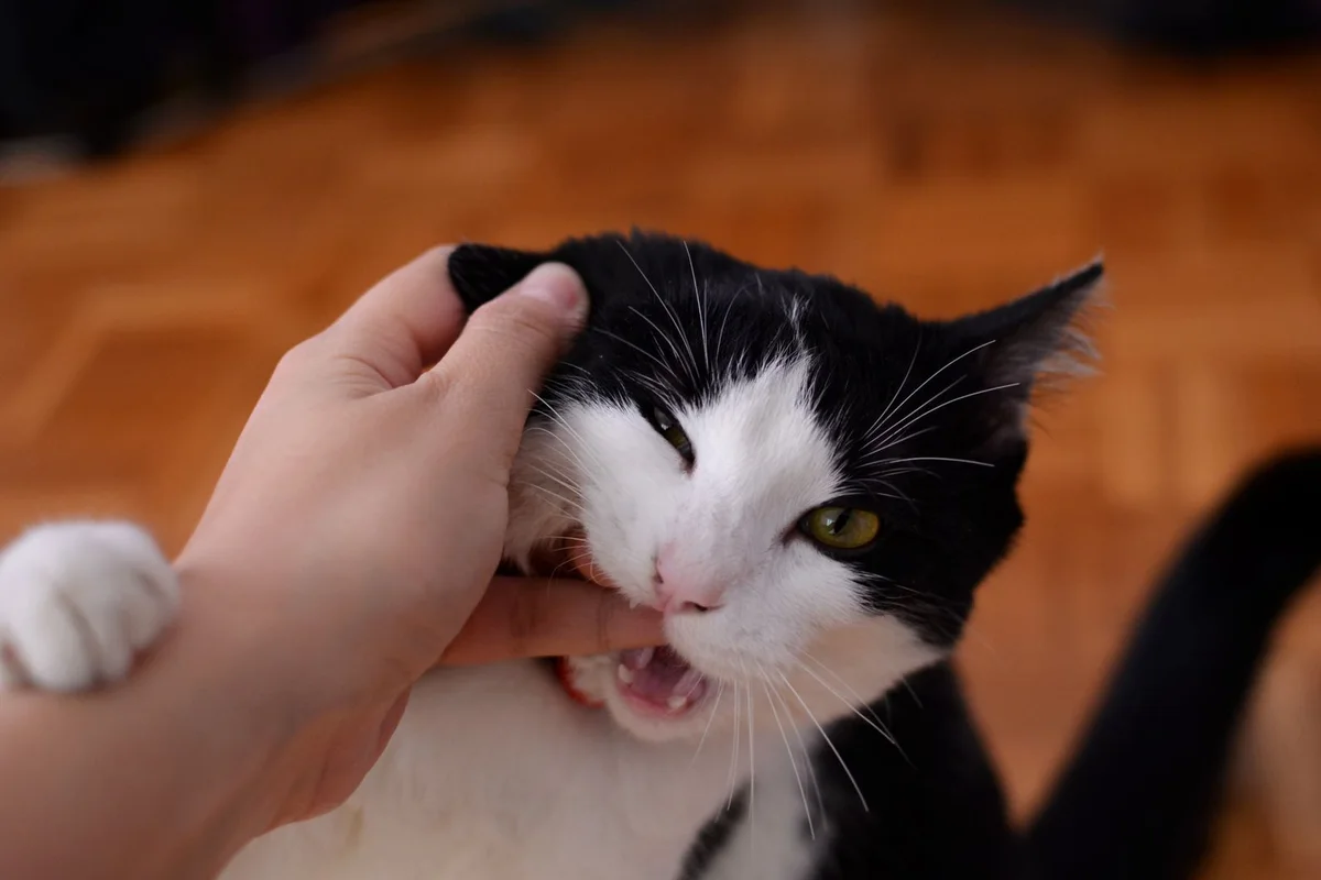 A hand resting on a black and white cat's head while the cat turns and closes its mouth around the fingers, one ear rotating backwards
