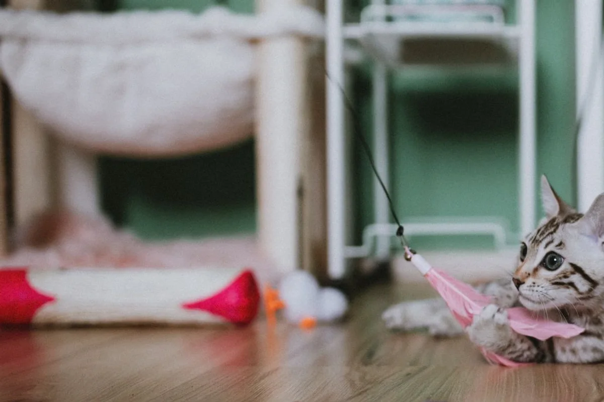 A tabby kitten lying on a wooden floor holding a pink feather toy on a string between its front paws