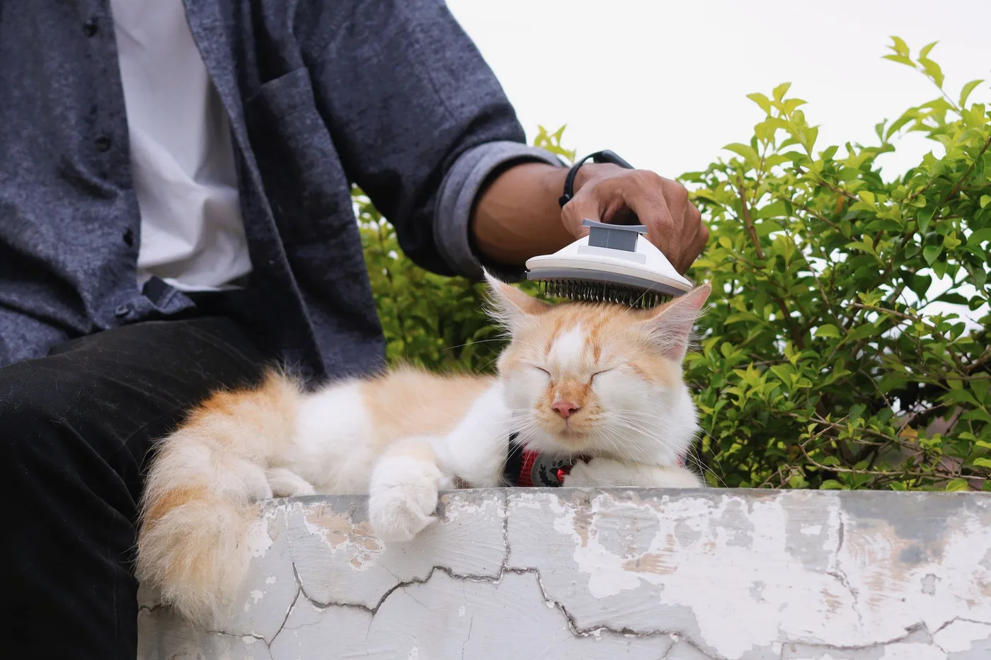 A person brushing a relaxed ginger and white cat resting on a low wall outdoors