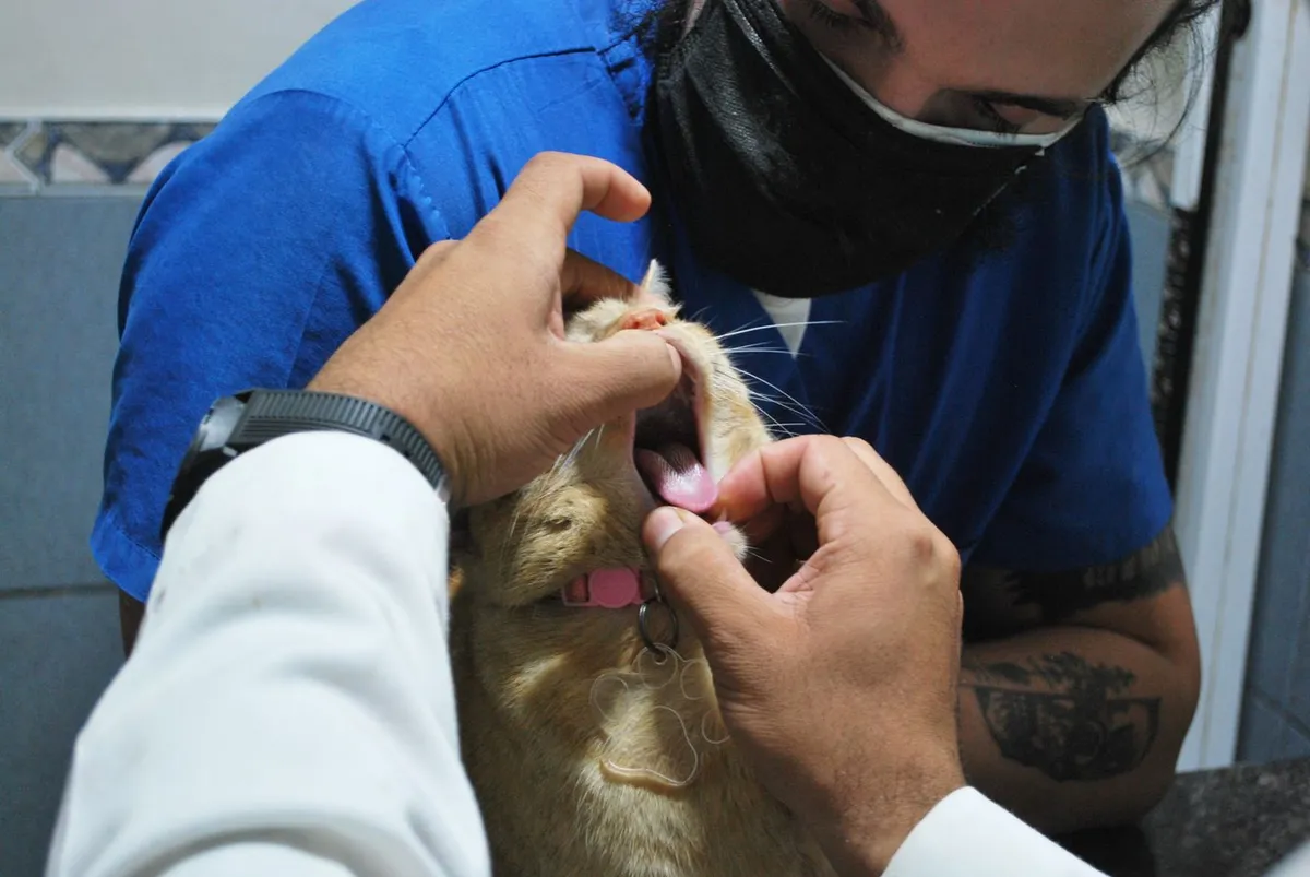 A veterinarian inspecting a ginger cat's teeth during a check-up