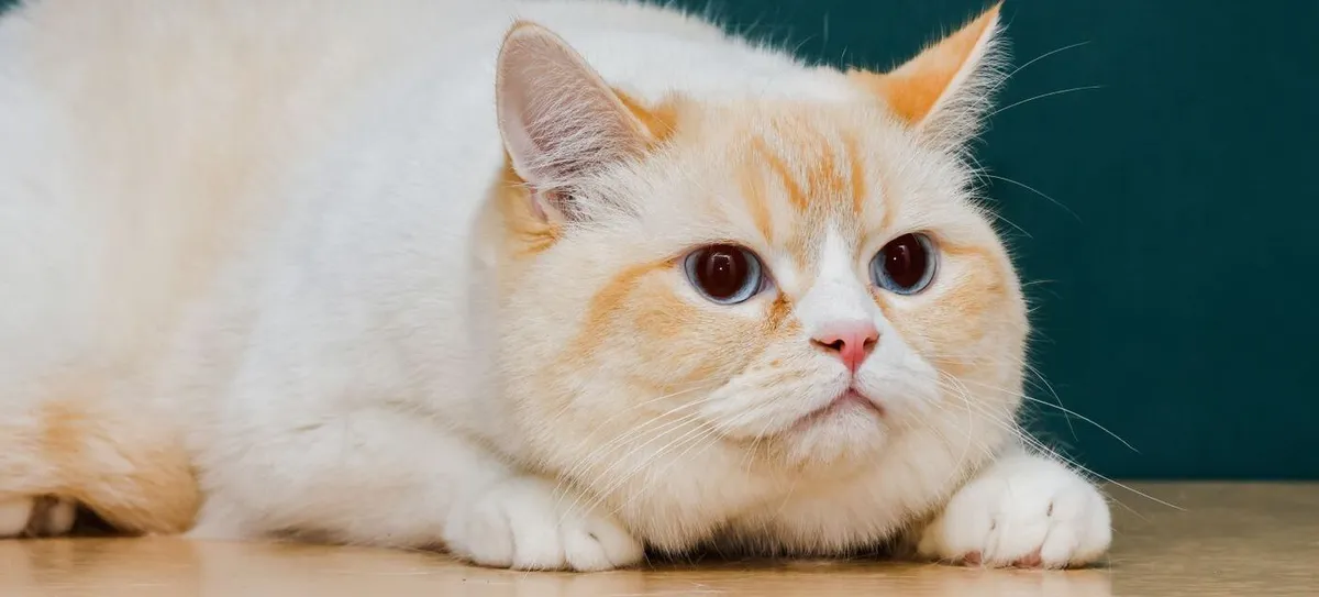 A chunky cream and white cat lying on a wooden floor