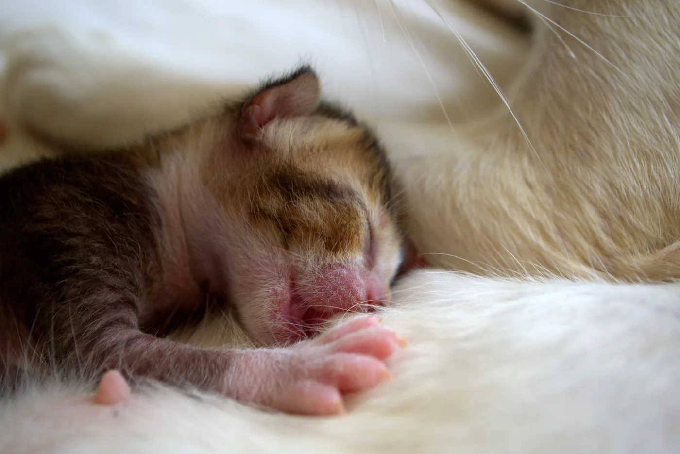 A newborn kitten with its eyes still closed, pressed against its mother's cream-colored belly, one pink paw stretched out