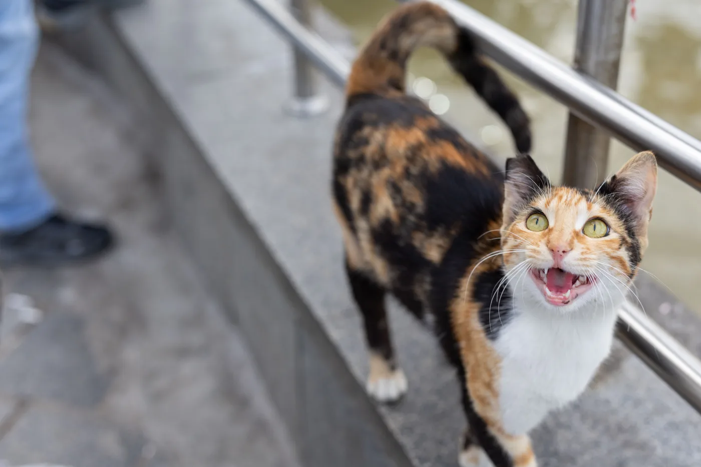 A calico cat on a street ledge calling loudly with its mouth open and tail raised