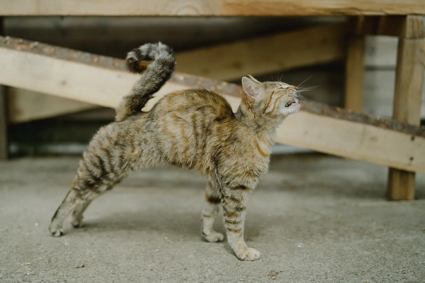A tabby cat arching its back with its hindquarters raised and tail lifted, mouth open, on a concrete floor