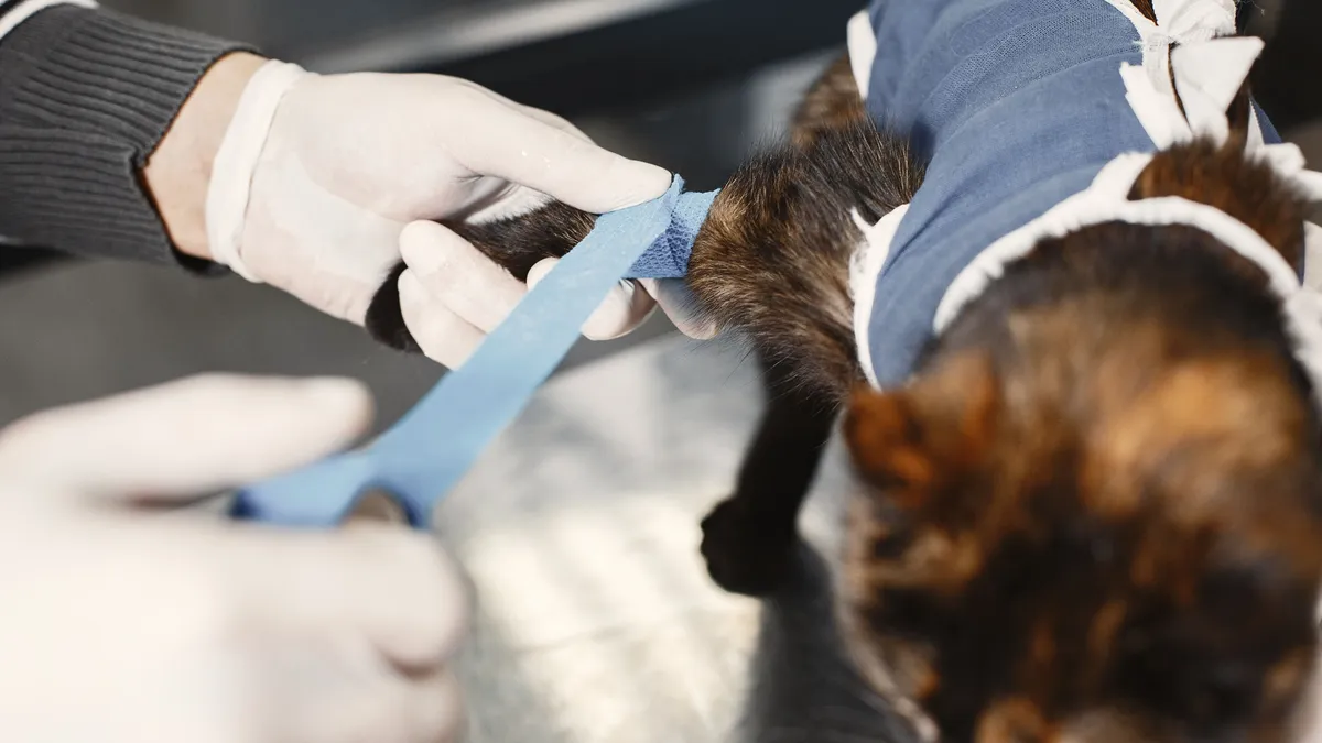 A vet bandaging a cat's paw, the cat wearing a post-surgery recovery suit